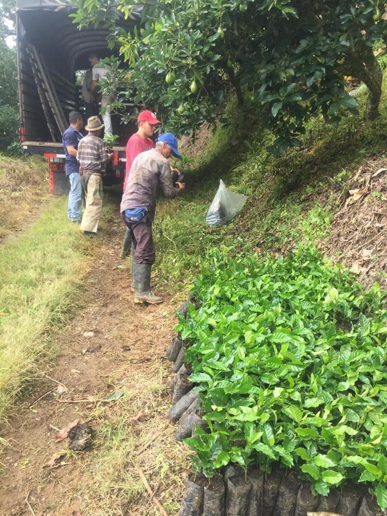 Coffee nursery workers at Hacienda Flandes Colombia